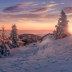 Пазл: Закат и ели