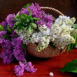 Пазл: Сирень