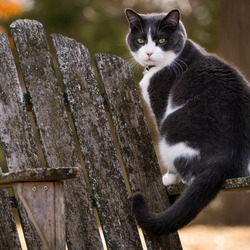 Пазл: Кошка