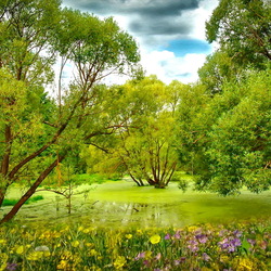 Пазл: Тихая заводь