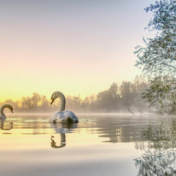 Пазл: Лебеди на озере