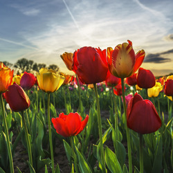 Пазл: Поле разноцветных тюльпанов