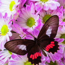 Пазл: Цветы и бабочка 