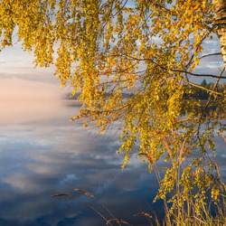 Пазл: Березка над рекой