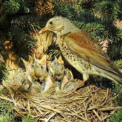 Пазл: Дроздята