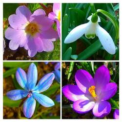 Пазл: Цветы весны