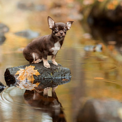 Пазл: Островок среди воды