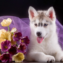 Пазл: Хаски