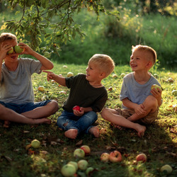 Пазл: Яблоки