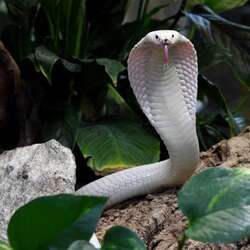 Пазл: Королевская кобра альбинос