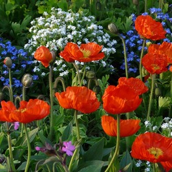 Пазл: Наше лето