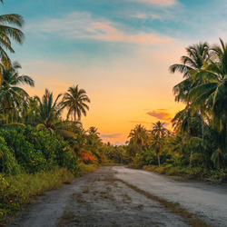 Пазл: Пальмовый лес