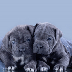 Пазл: Щенята