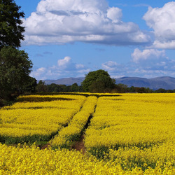 Пазл: Рапсовое поле