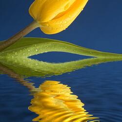 Пазл: Тюльпан на воде