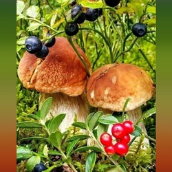 Пазл: По грибы и ягоды