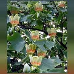 Пазл: Тюльпановое дерево