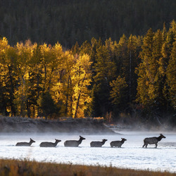 Пазл: Олени