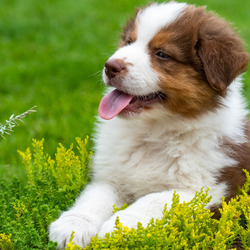 Пазл: Пушистик