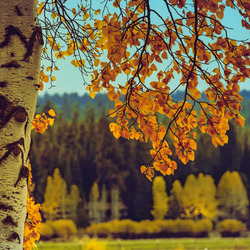 Пазл: Березовые сережки