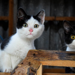 Пазл: Черно-белые проказники