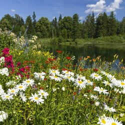 Пазл: Цветы на берегу реки