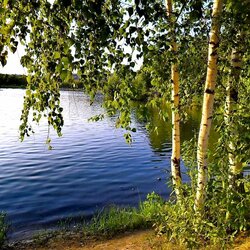 Пазл: Березы у реки