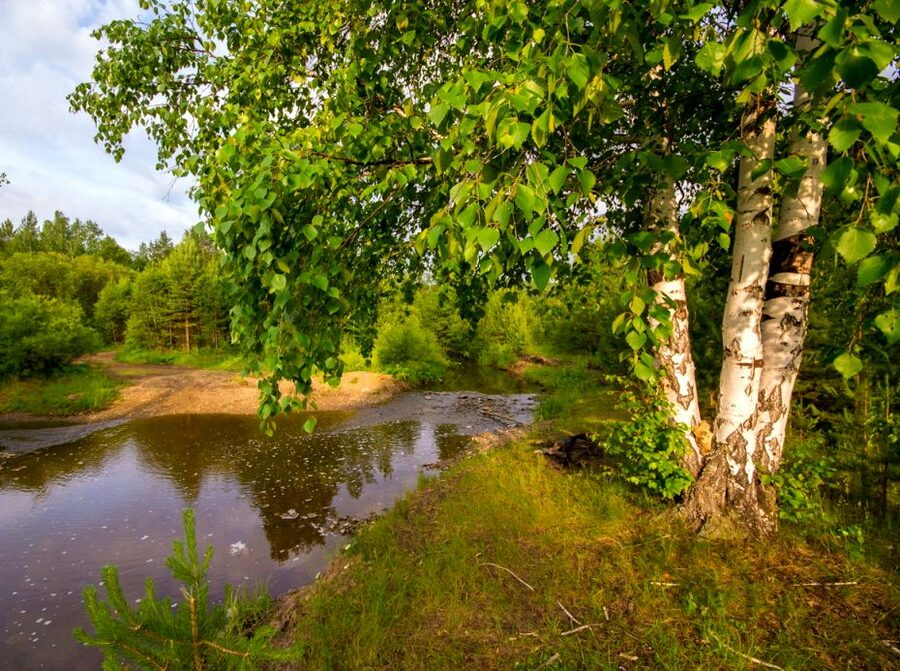 Фото природа березы река