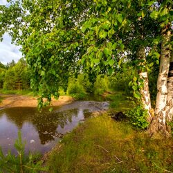 Пазл: Березы у реки