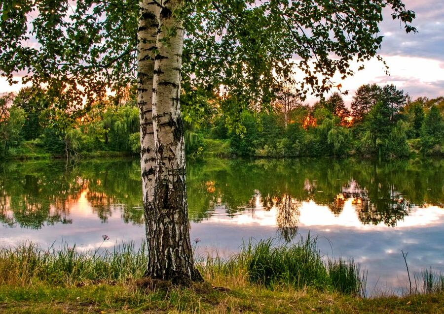 Осенняя береза у воды