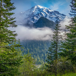 Пазл: Горы и ели