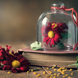 Пазл: Книга и колба