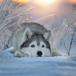 Пазл: Хаски зимой