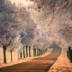 Пазл: Утренний иней