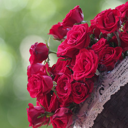 Пазлы на тему «Розы красные»