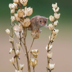 Пазл: Мышь - малютка