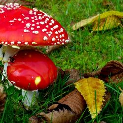 Пазл: Мухоморы