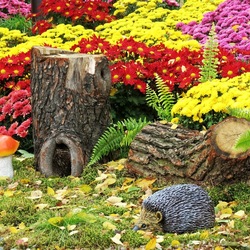 Пазл: Хризантемы