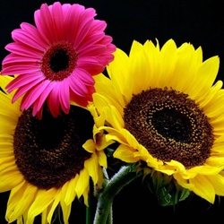 Пазл: Гербера и подсолнухи
