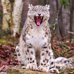 Пазл: Зевота