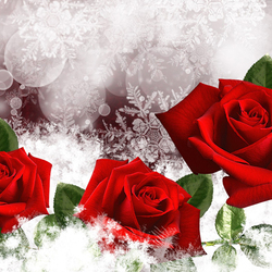 Пазл: Зимние розы