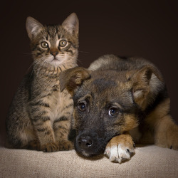 Пазл: Друзья