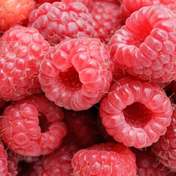 Пазл: Малина