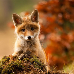 Пазл: Любопытный лисёнок