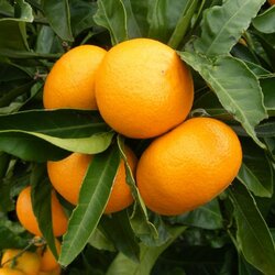 Пазл: Мандарины