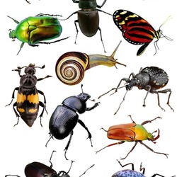 Пазл: Жучки