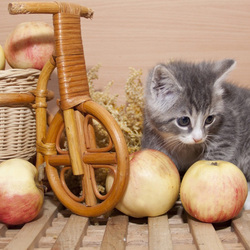 Пазл: Яблочки