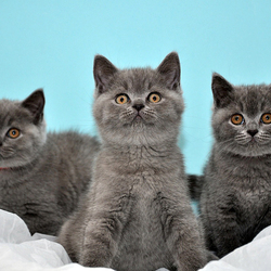 Пазл: Мы-банда!