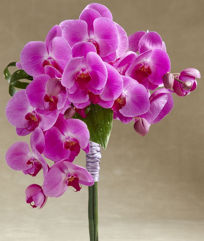 Орхидея фаленопсис фуксия