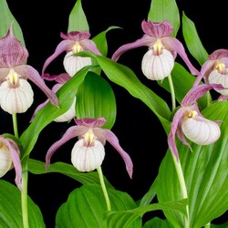 Пазл: Орхидейная полянка